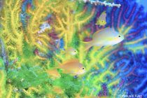 KOOZA＆鍵井靖章さんツアー最終日！