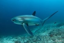 マラパスクアツアーへ🦈