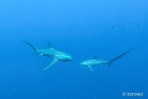 マラパスクア２日目〜！