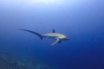 マラパスクアダイビング🦈