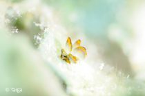 タイガーバタフライ！！！！