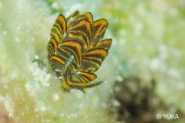 お菓子も生物も充実🤭