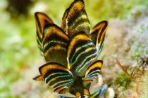 タイガーに捧げるダイビング🐅