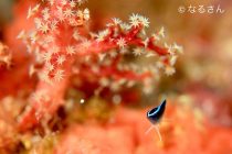 お客様ステキフォト🎵マクロ