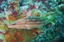 FUNダイビング＆体験ダイビング🎵