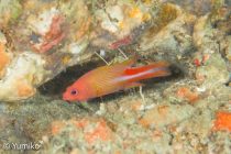 じっくりマクロ🎵