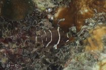 フィッシュウォッチャー🐡🐟🐠