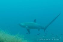 マラパスクア1日目！