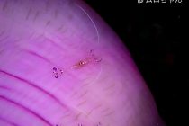 ダイビングもスイーツも最高🎵