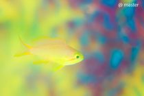 ふんわり〜カリっとまで🧡🖤