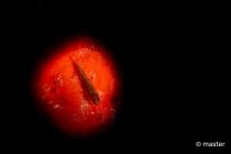 ステキな海にステキなホルモン❤️