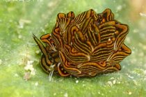 FUNダイビング＆AOW！