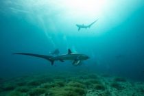 茂野優太さんと行くマラパスクア島🦈