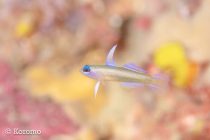 エンガニョ調査！