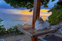 マラパスクア島に来たよん🌴