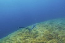 マラパスクア調査です✌️