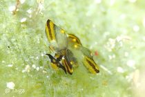 セブに戻って早速ダイビング🎵