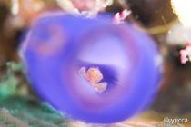 フォトダイビングDAY📸