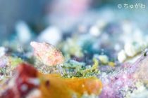 ヨコエビ広め隊✨✨