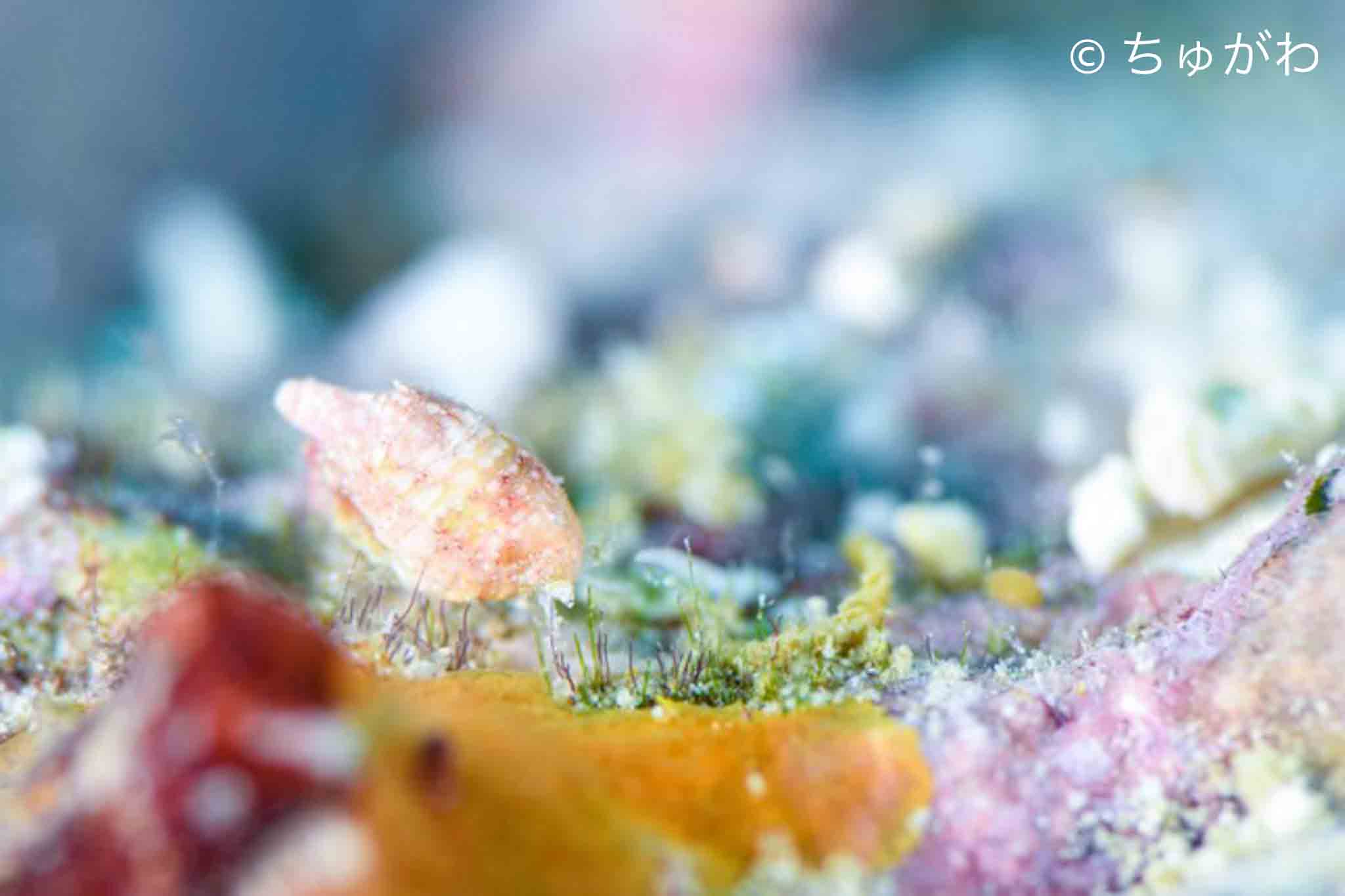 ヨコエビ広め隊✨✨