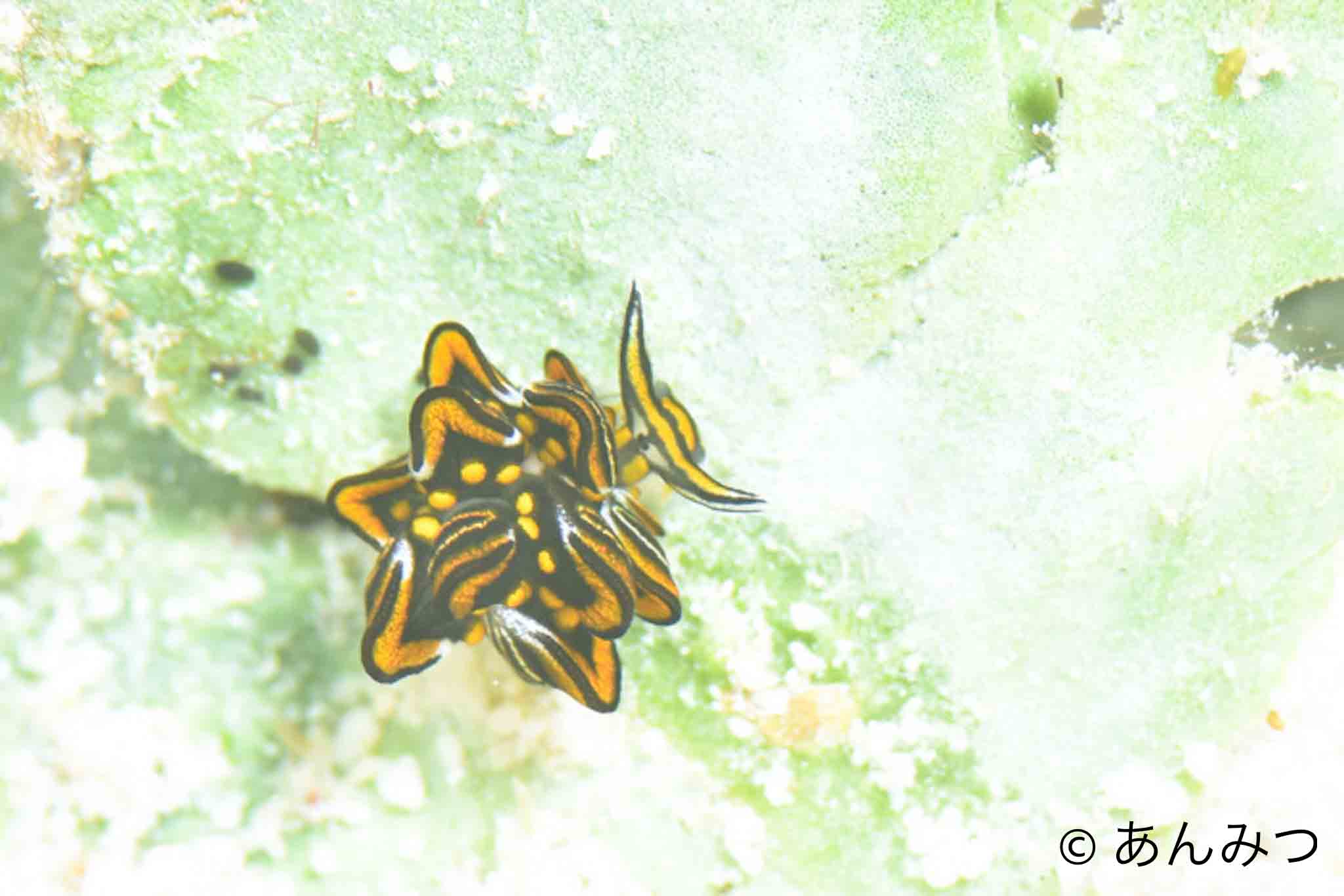 FUNダイビング＆アドバンスコース🌟