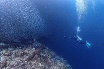 ライセンス取り立てのFUNダイビング🎵