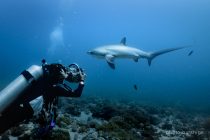茂野優太さんと行くマラパスクアツアー🦈