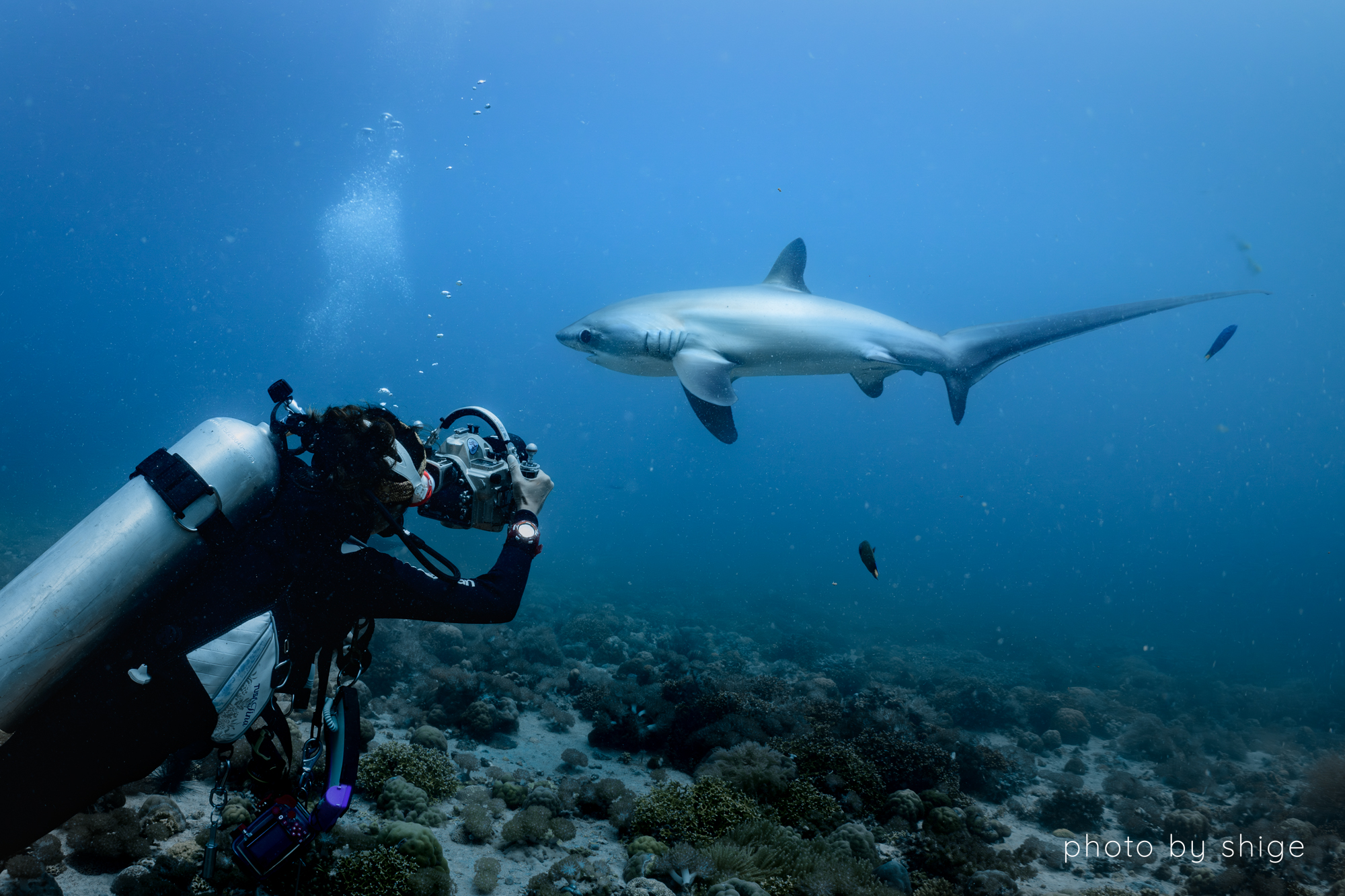 茂野優太さんと行くマラパスクアツアー🦈