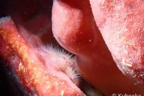 のんびりフォトダイビング🎵