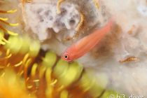 まったりマクロ📸