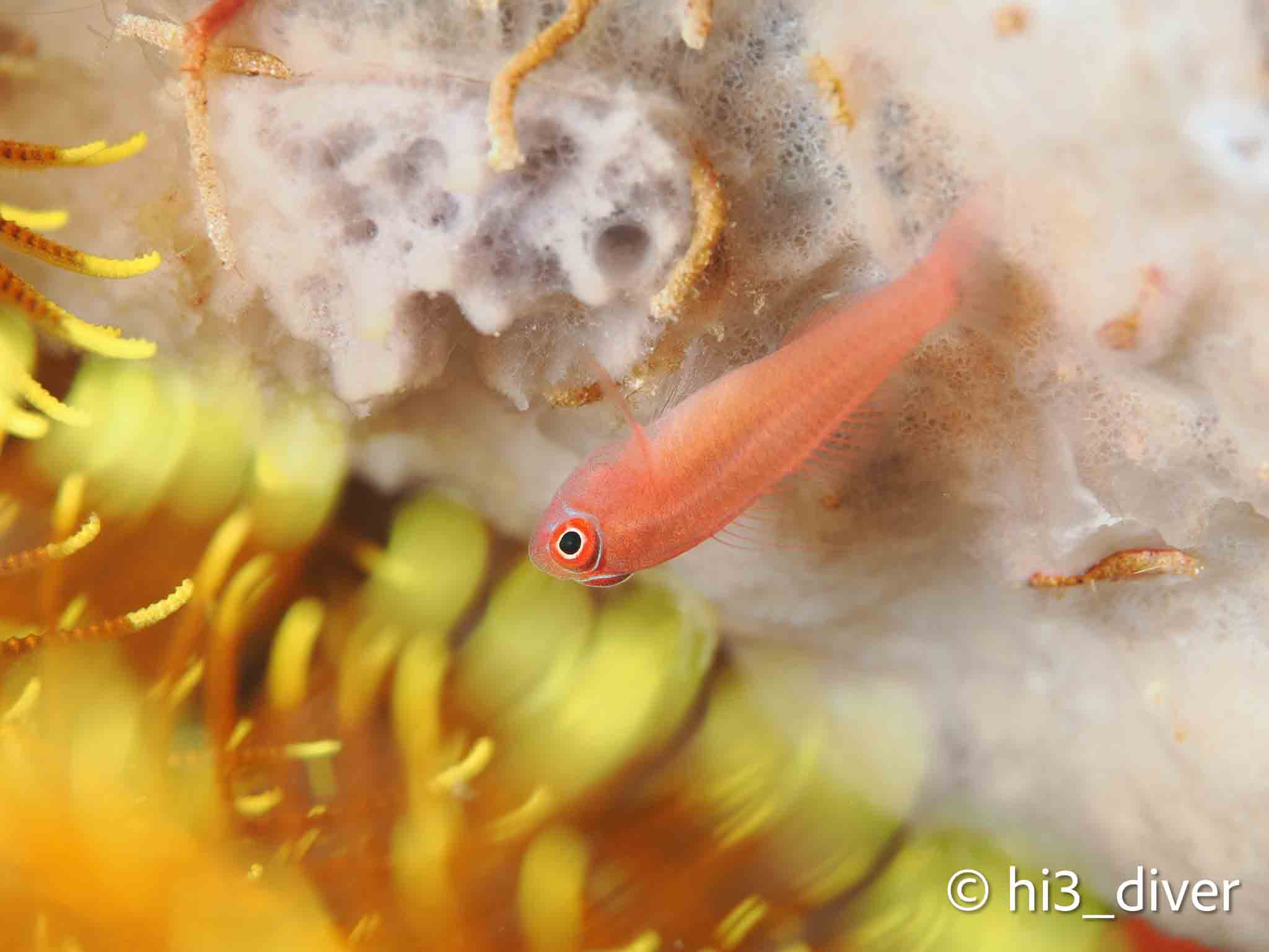 まったりマクロ📸