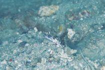 久々のエンガニョ♫