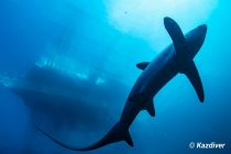 心の余裕。ニタリダイビング2日目！