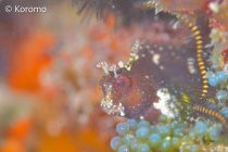 スターリーブレニー⭐️