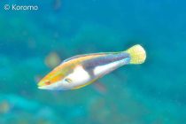 ベラとの戦い！