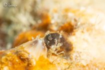 今シーズンも会えますように🙏