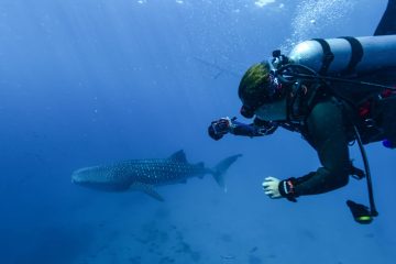 ジンベエザメダイビング！