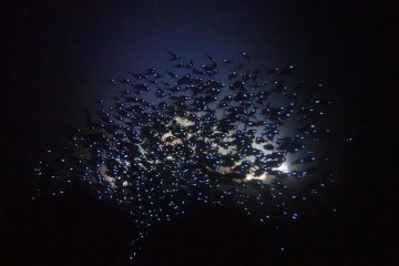 ヒカリキンメナイトダイビングについて⭐️