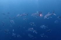 またまたヒルトゥガン！