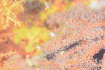 関西メンバーで♫