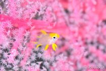 メルヘンしてます🌸