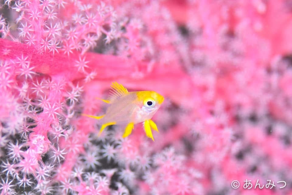 メルヘンしてます🌸