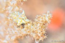 穏やかな時間🪷