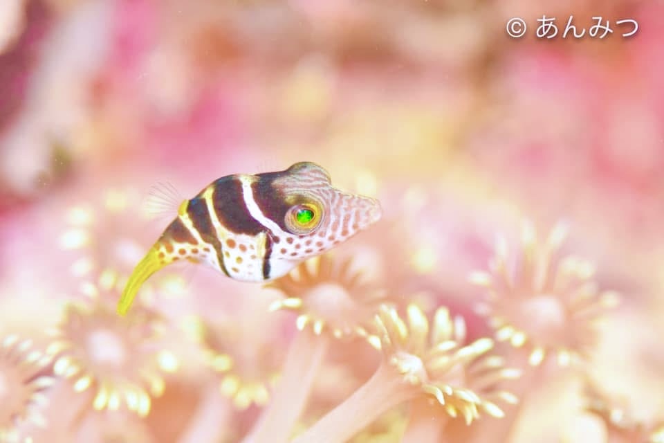 カンカン照りのセブ☀️