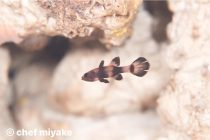 サプリメント💊