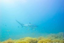 むらいさちさんマラパスクアツアー🦈