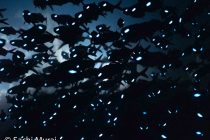 ヒカリキンメナイトまで〜⭐️