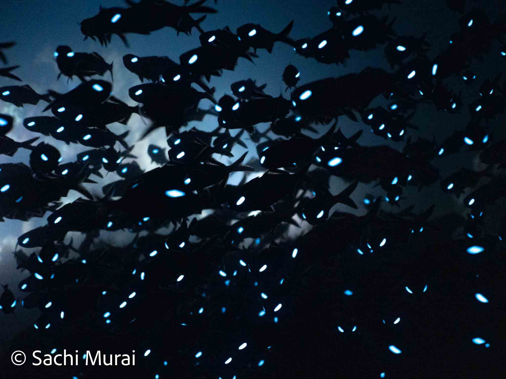 ヒカリキンメナイトまで〜⭐️