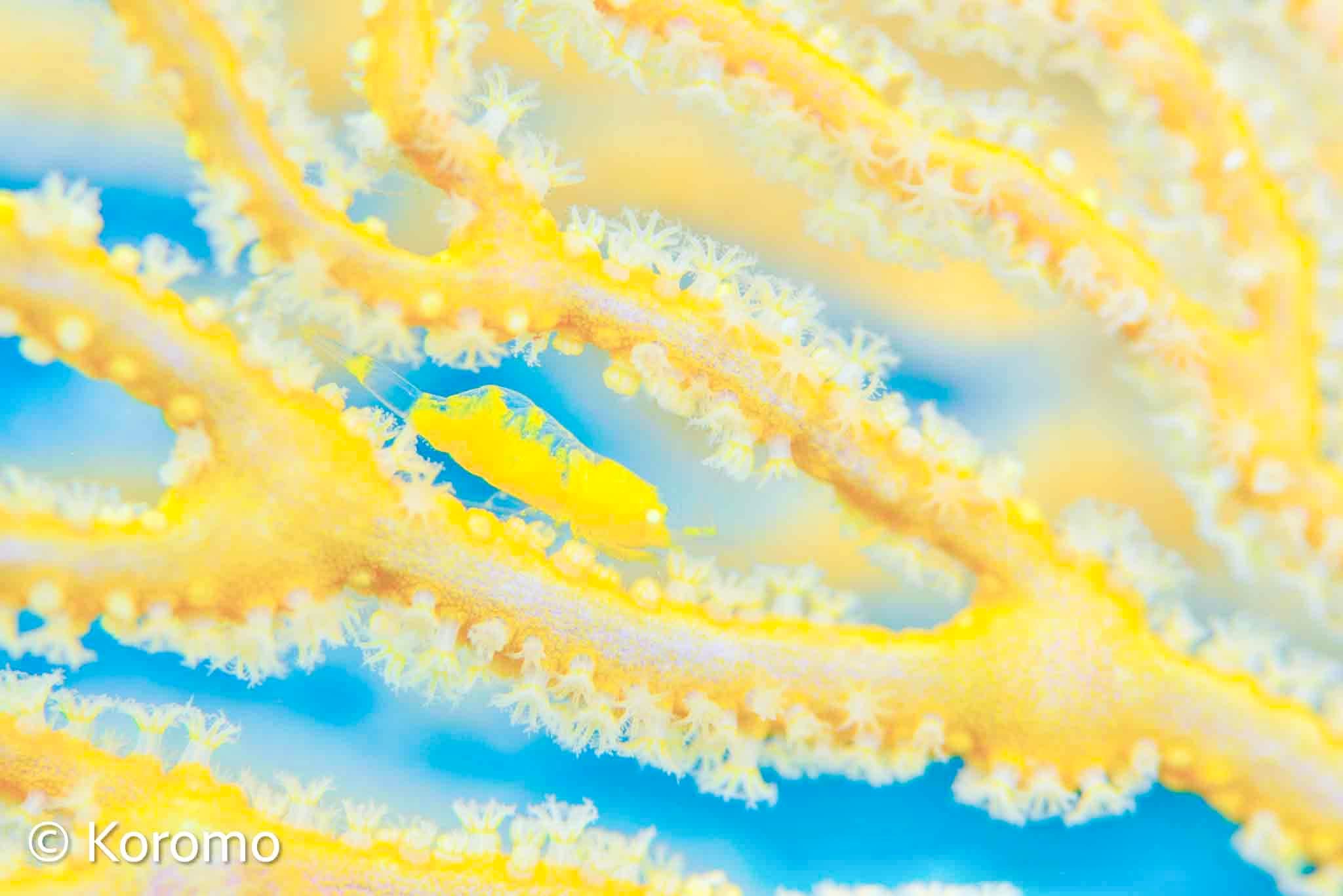 ビタミンカラー💛