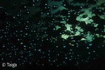 2026年初のヒカリキンメ⭐️